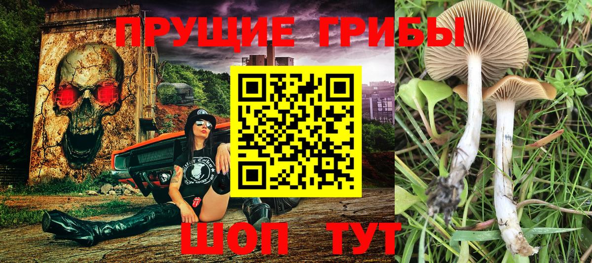 Галлюциногенные грибы Psilocybine cubensis Чернушка