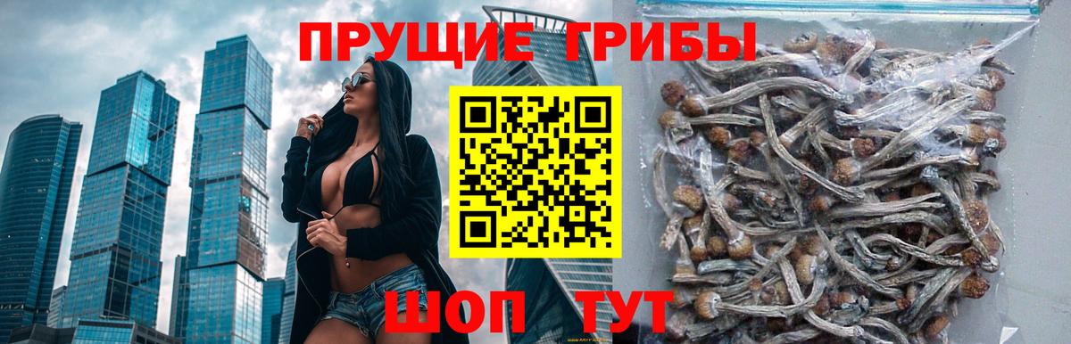 Псилоцибиновые грибы Psilocybe  Вход с VPN  хочу   Псилоцибиновые грибы мухоморы  Чернушка 